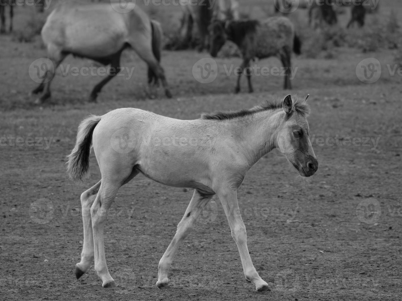 cavalos selvagens na alemanha foto