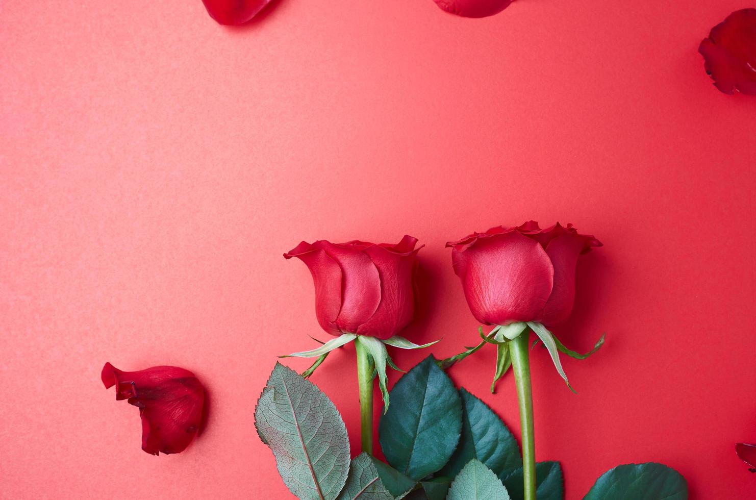 rosas em vermelho foto