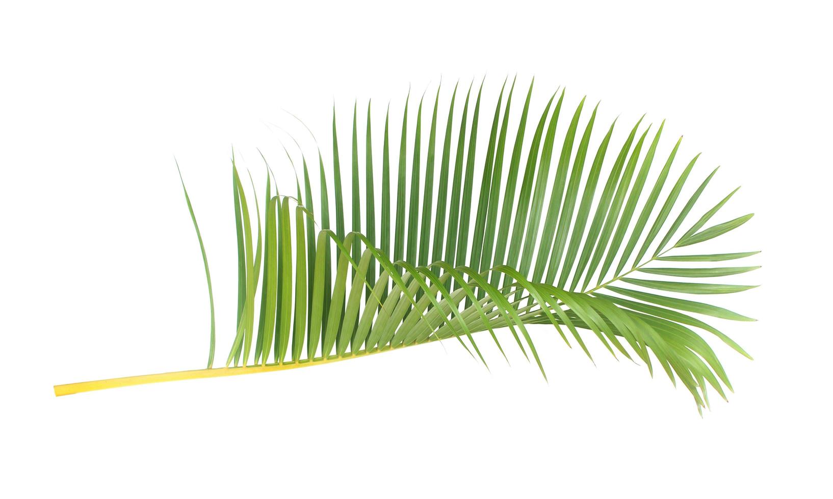 folha de palmeira tropical vibrante foto