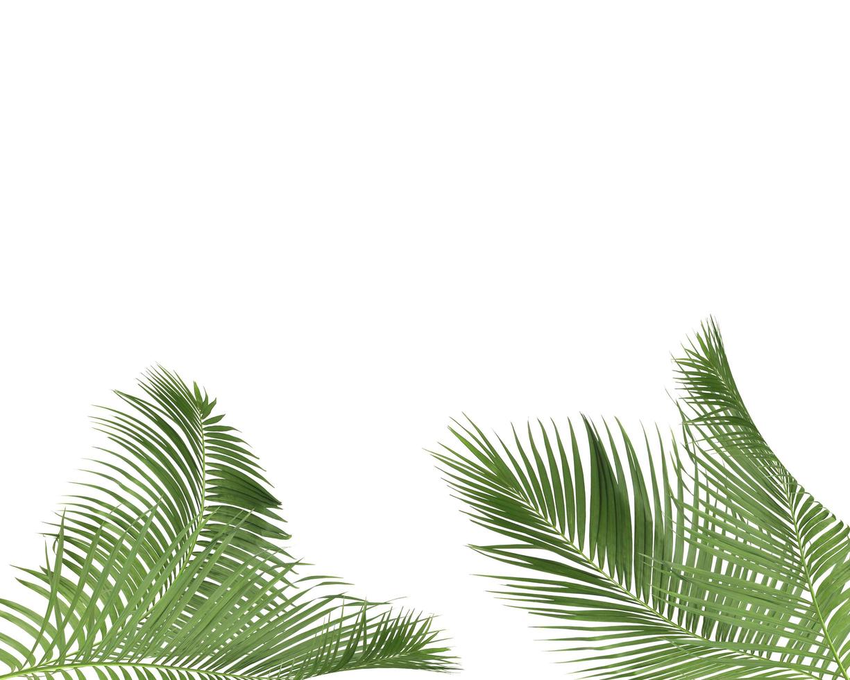 folhas de palmeira verdes em fundo branco com espaço de cópia foto