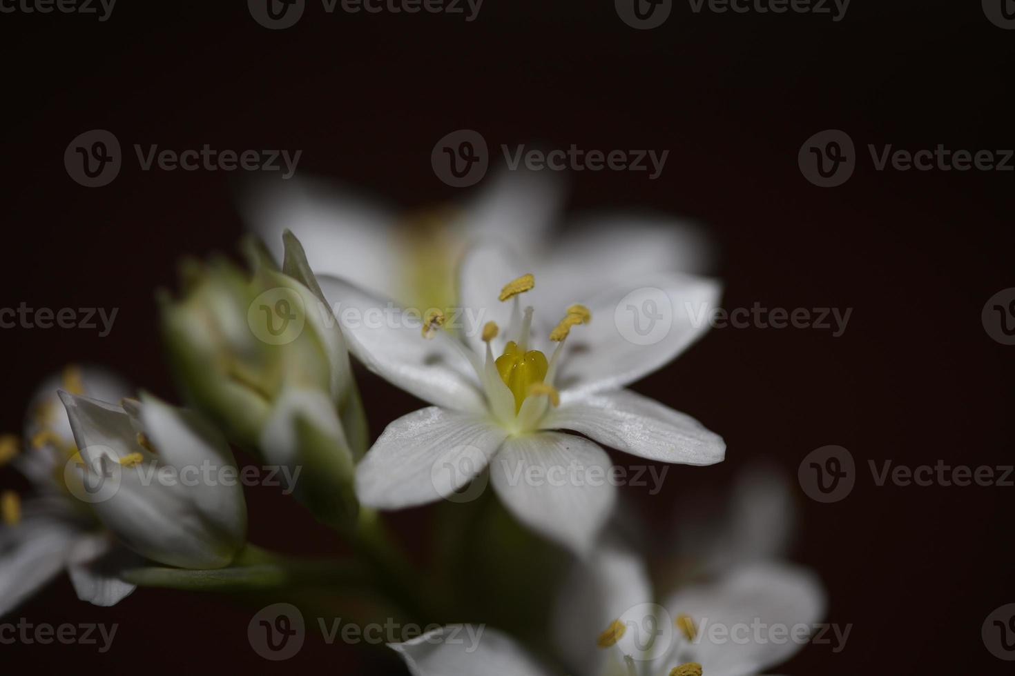 branco Estrela flor florescendo fechar acima botânico fundo ornithogalum família asparagaceae grande Tamanho Alto qualidade impressão foto