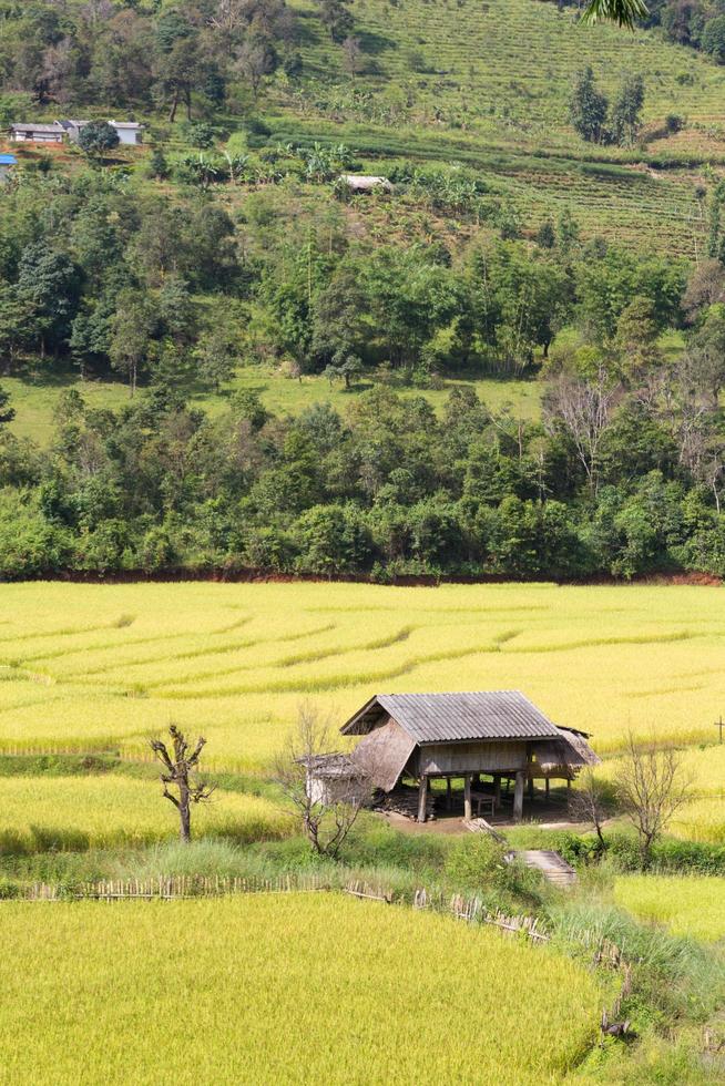 casa nos campos de arroz na tailândia foto