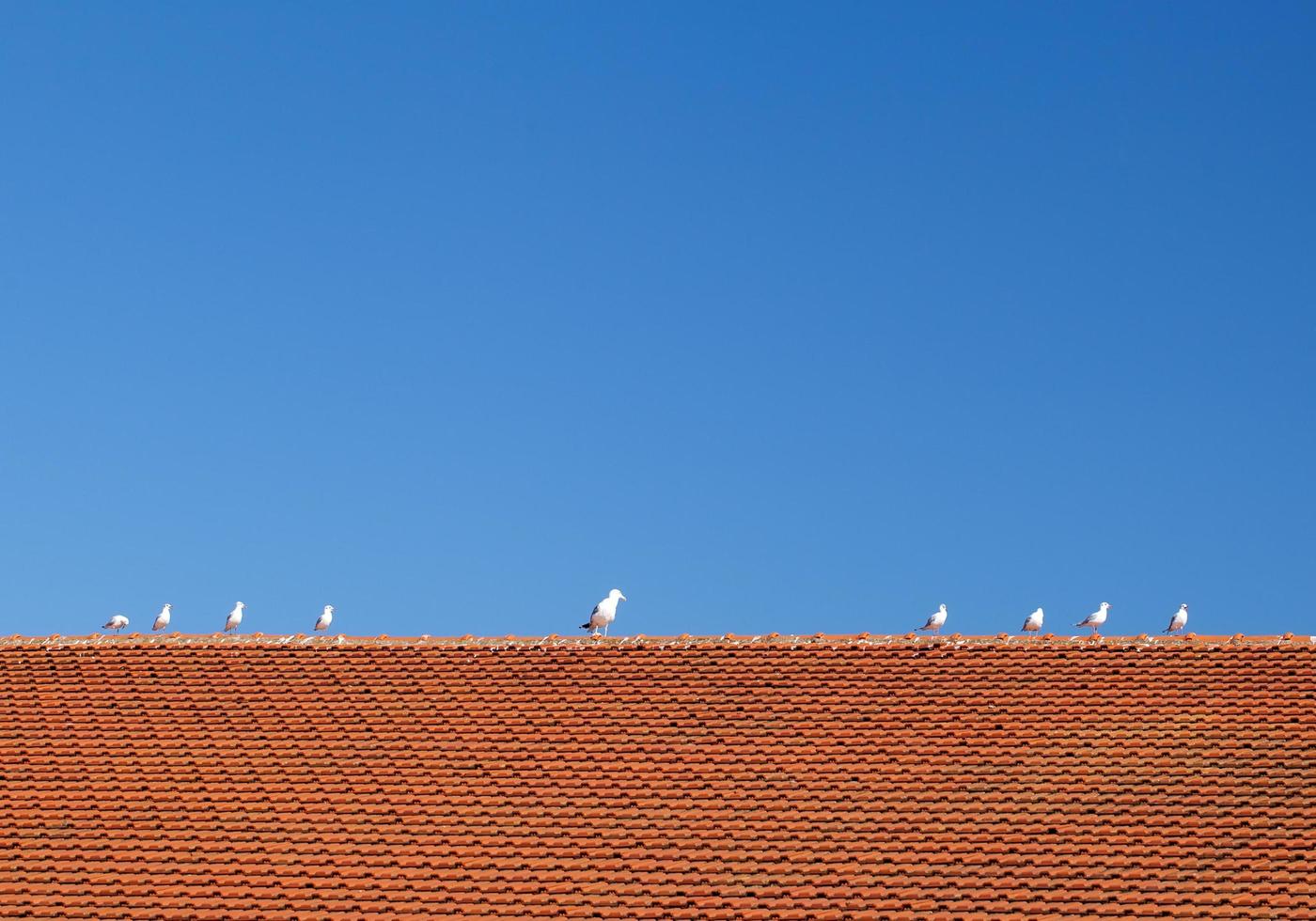 pássaros no telhado de telhas foto