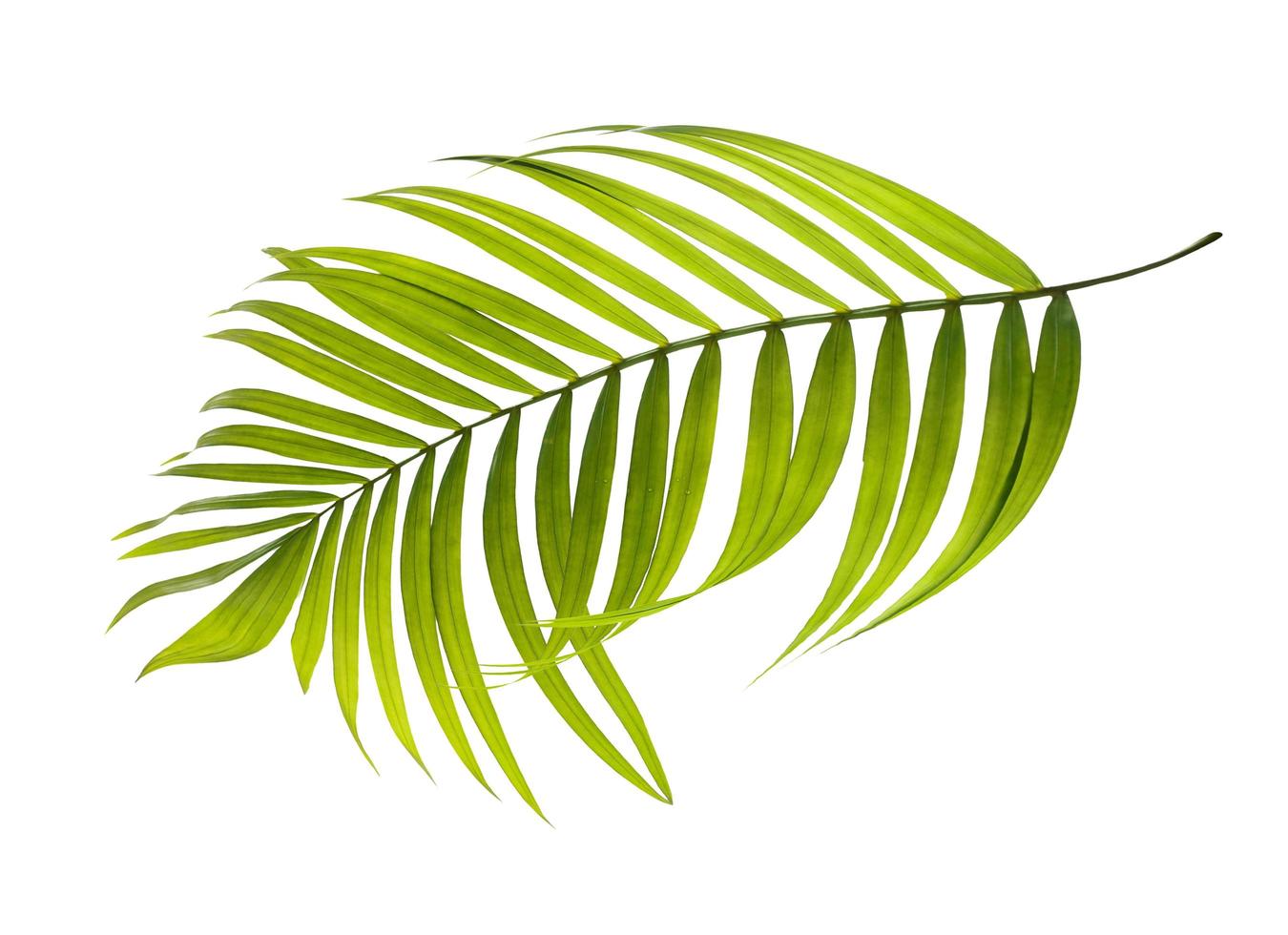 postura plana de uma folha tropical foto