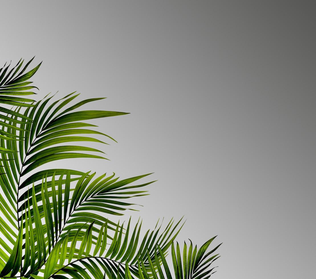 folhas de palmeira em um fundo cinza foto
