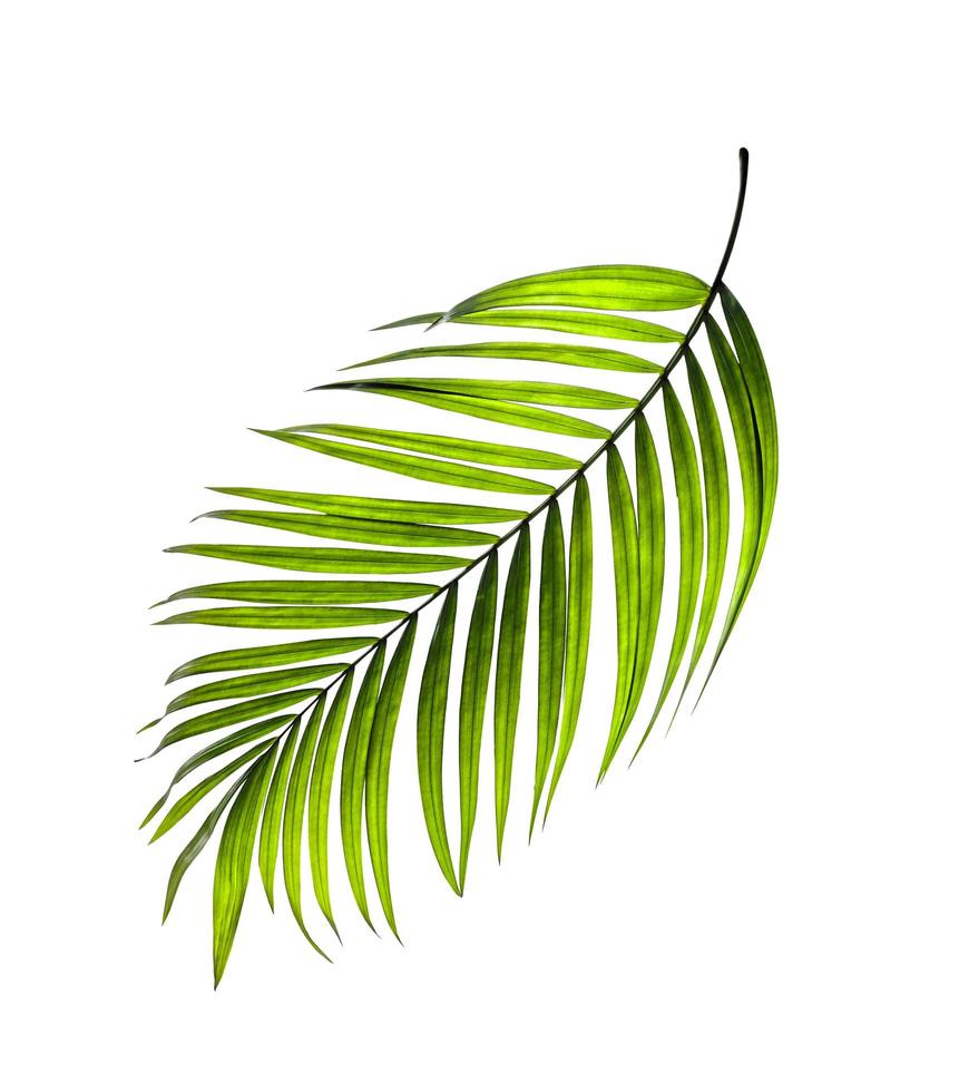 folha de palmeira vibrante foto
