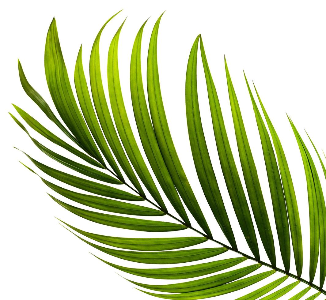 close-up de uma folha de palmeira verde em branco foto
