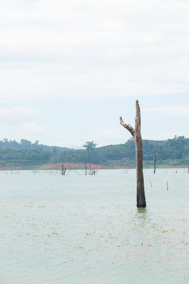 árvores mortas na água foto