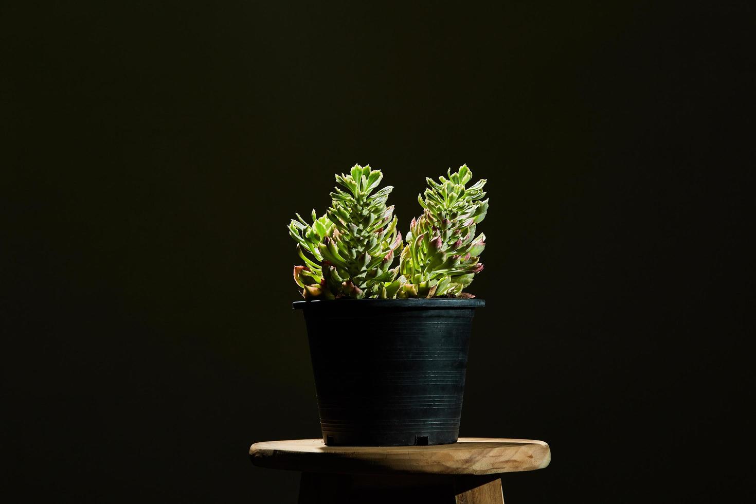 planta verde em um vaso sobre um banquinho foto