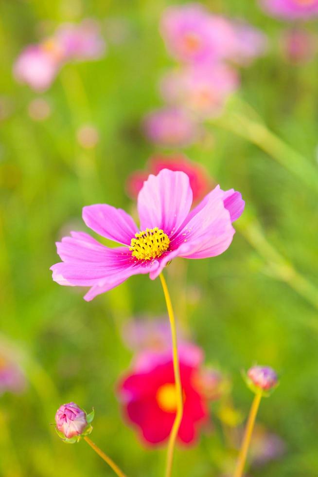 flor roxa e amarela foto