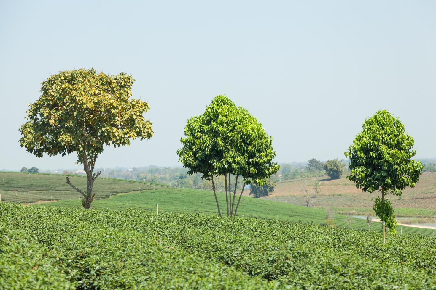 fazenda na montanha foto