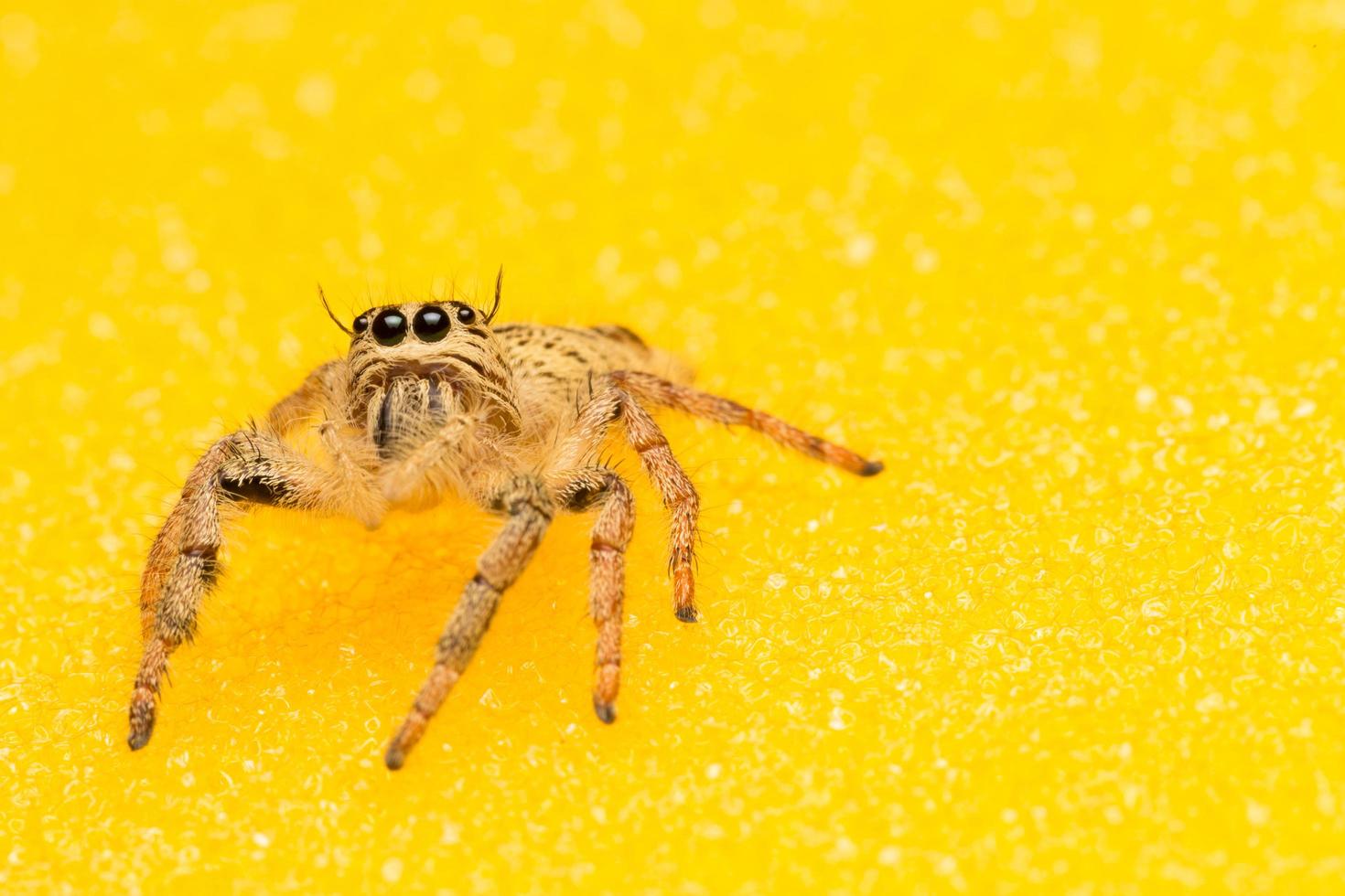 aranha em um fundo amarelo foto