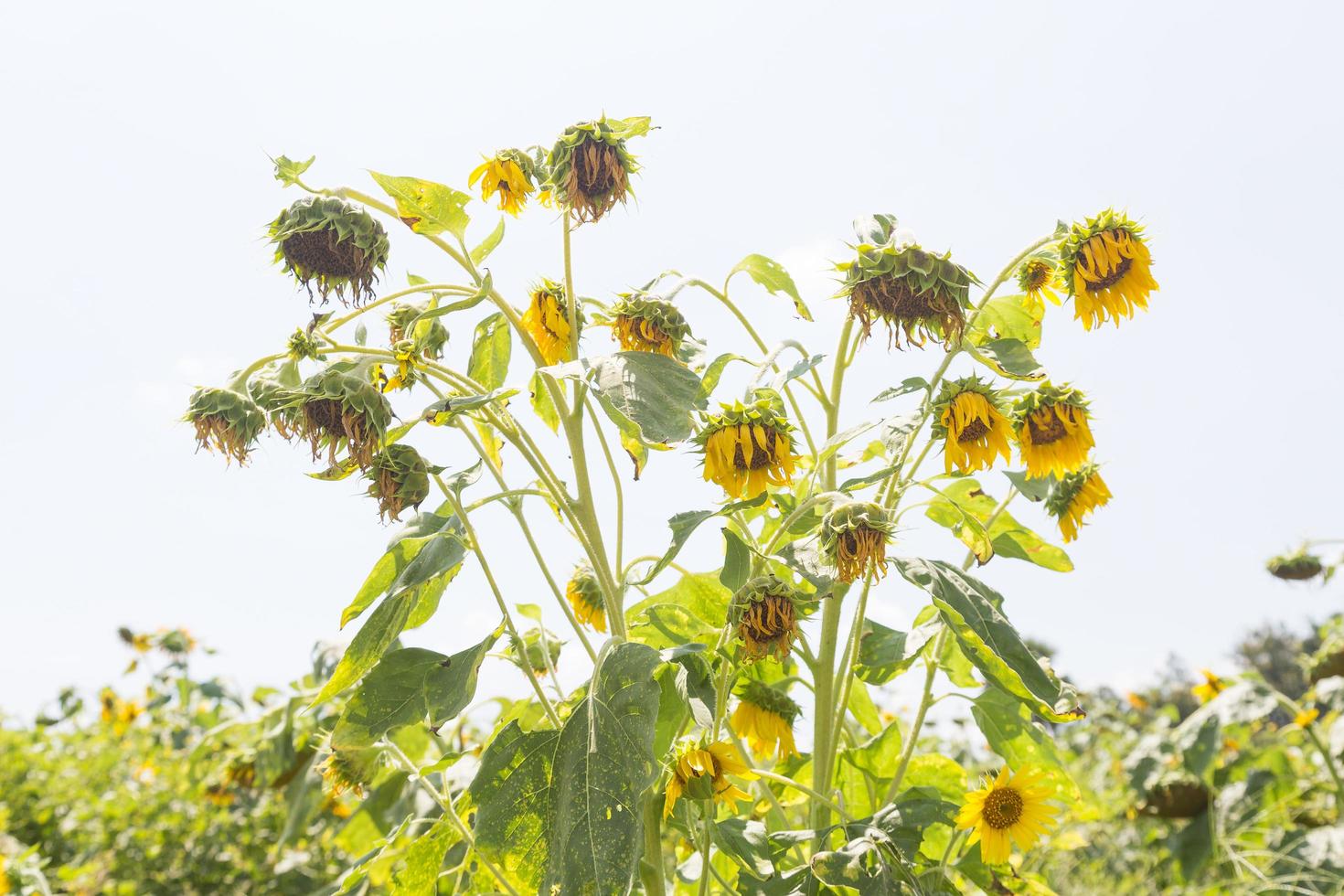 girassóis em plena floração foto