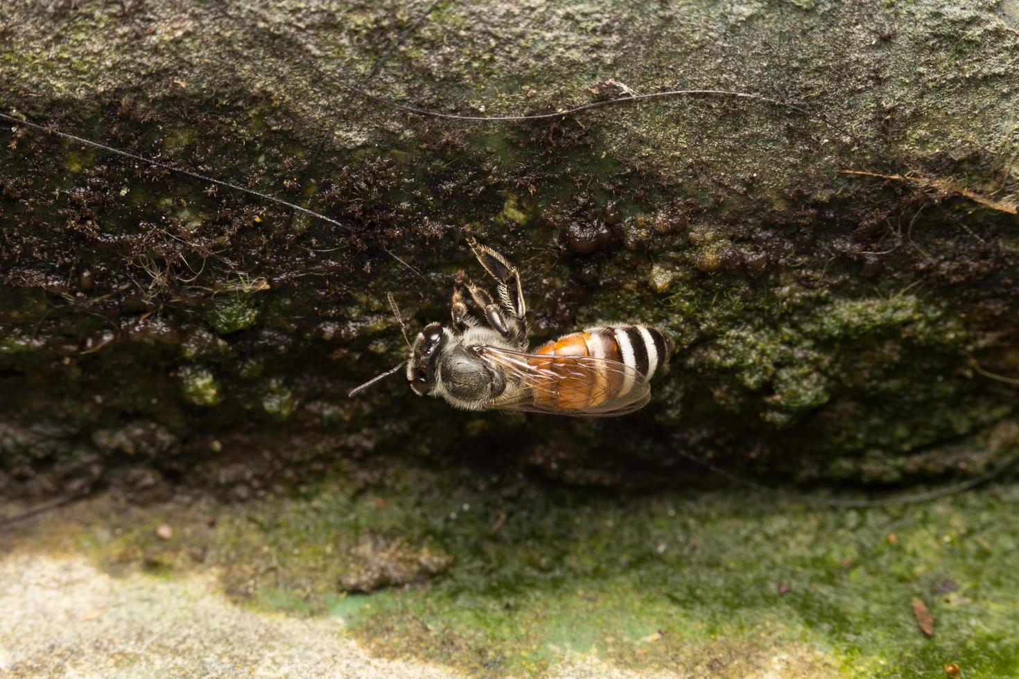 abelha em uma pedra foto