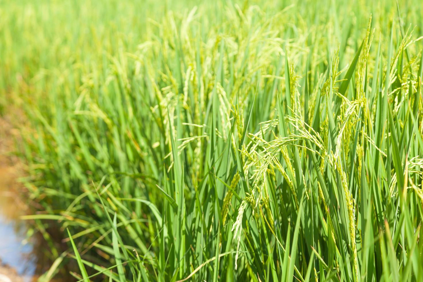 campo de arroz na tailândia foto