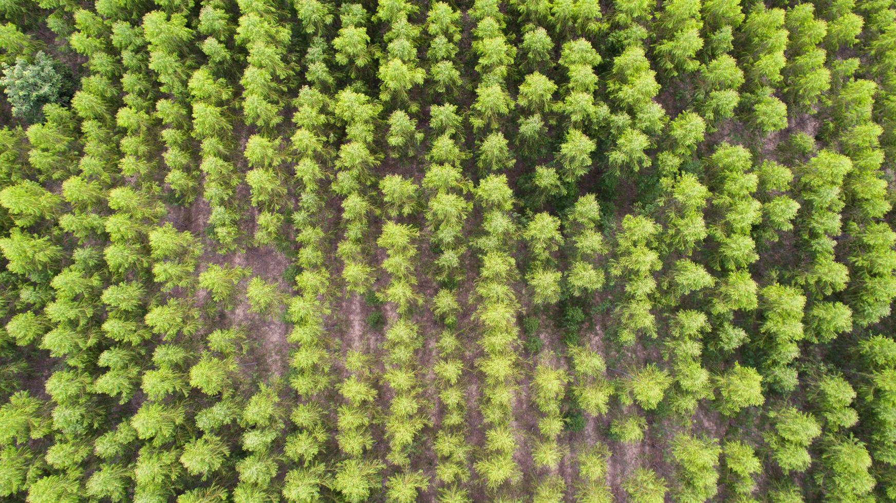 vista aérea de uma floresta de árvores verdes foto