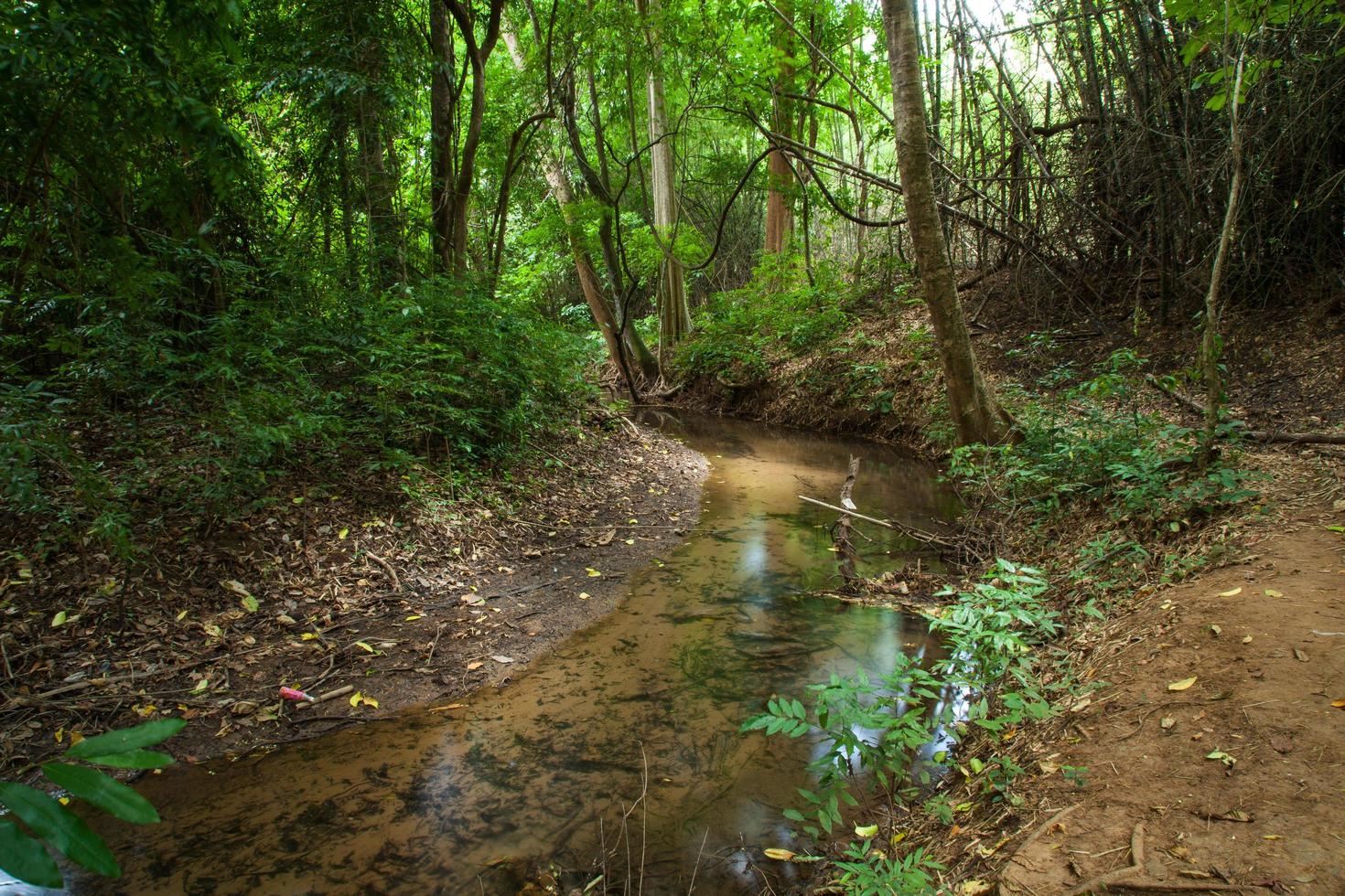riacho na floresta foto
