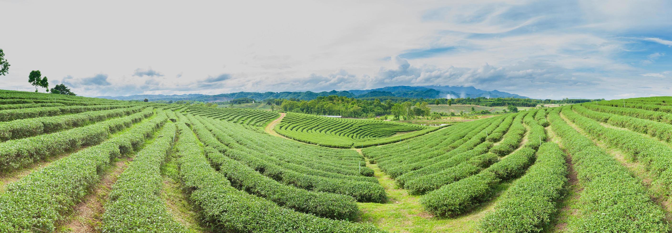 fazenda de chá na tailândia foto