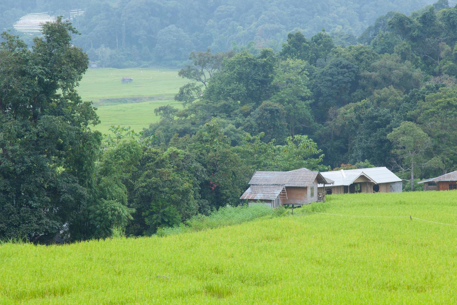 campo de arroz na tailândia foto