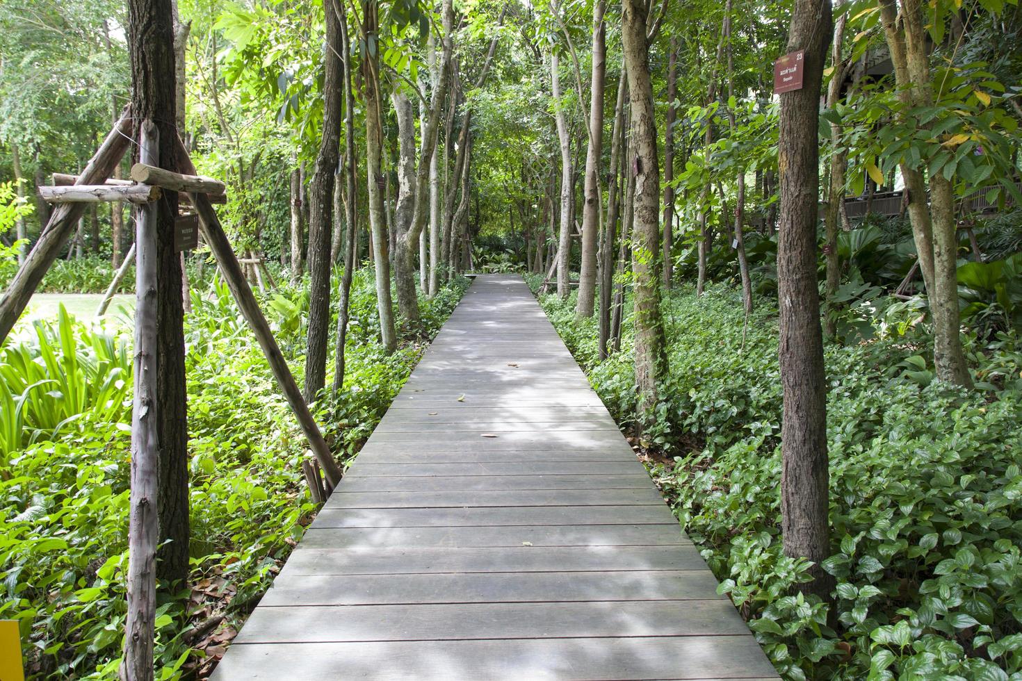 ponte de madeira em um parque na tailândia foto