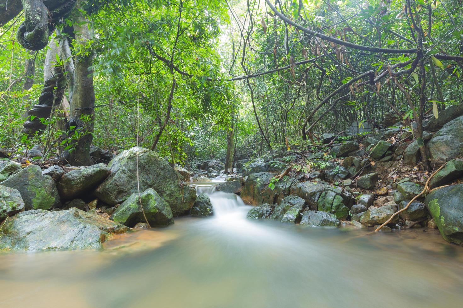 riacho na floresta foto