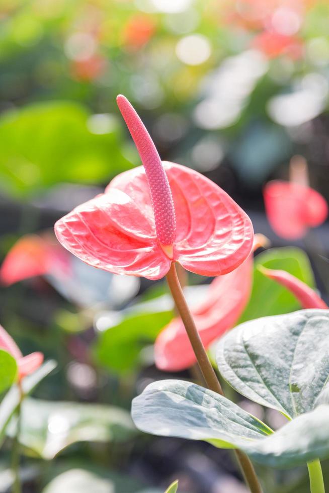 flor rosa de antúrio foto