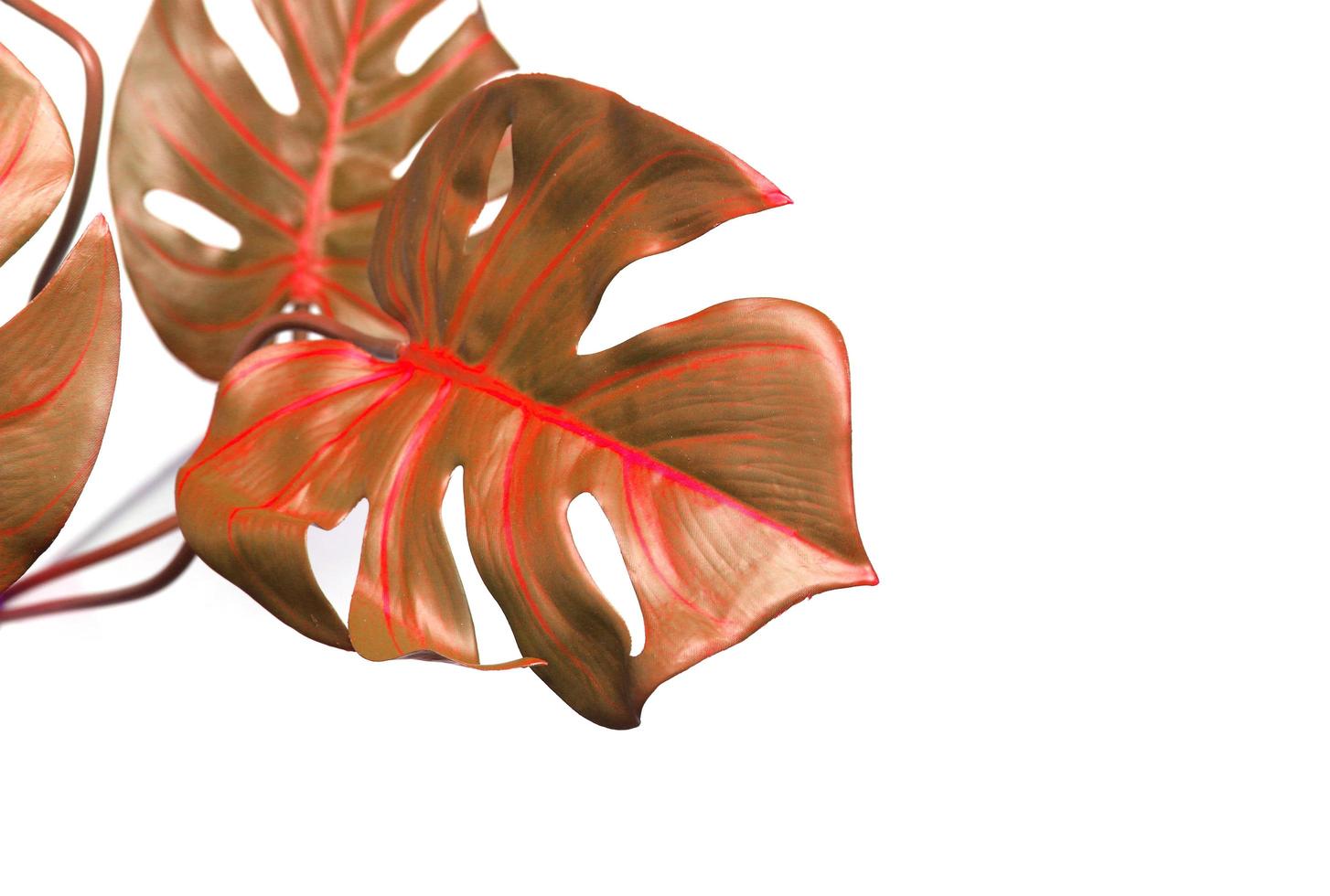 folhas de palmeira monstera vermelha foto