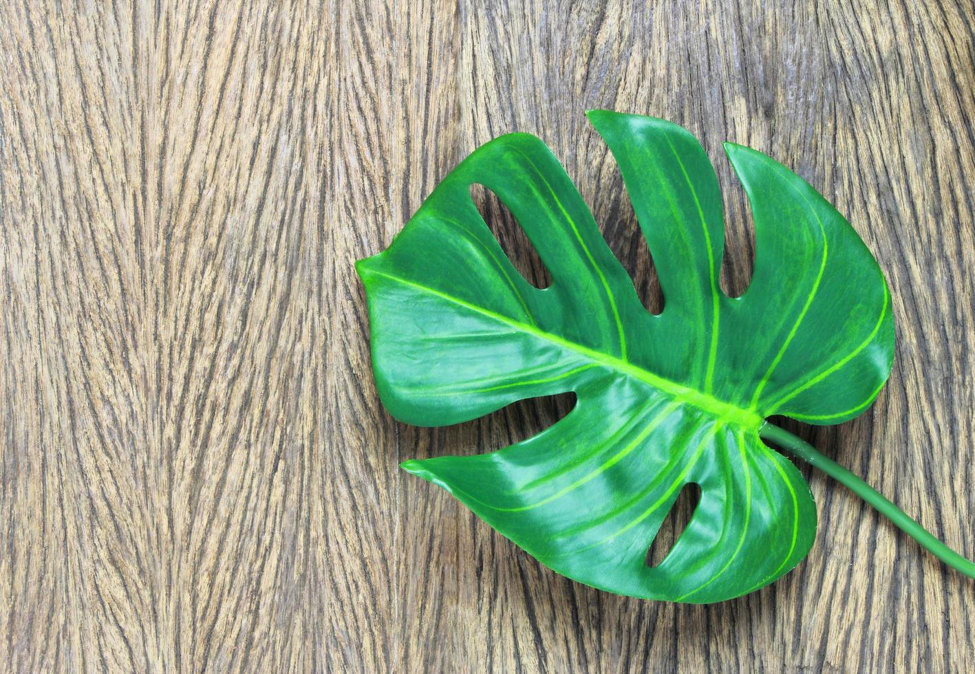 folha verde na madeira foto