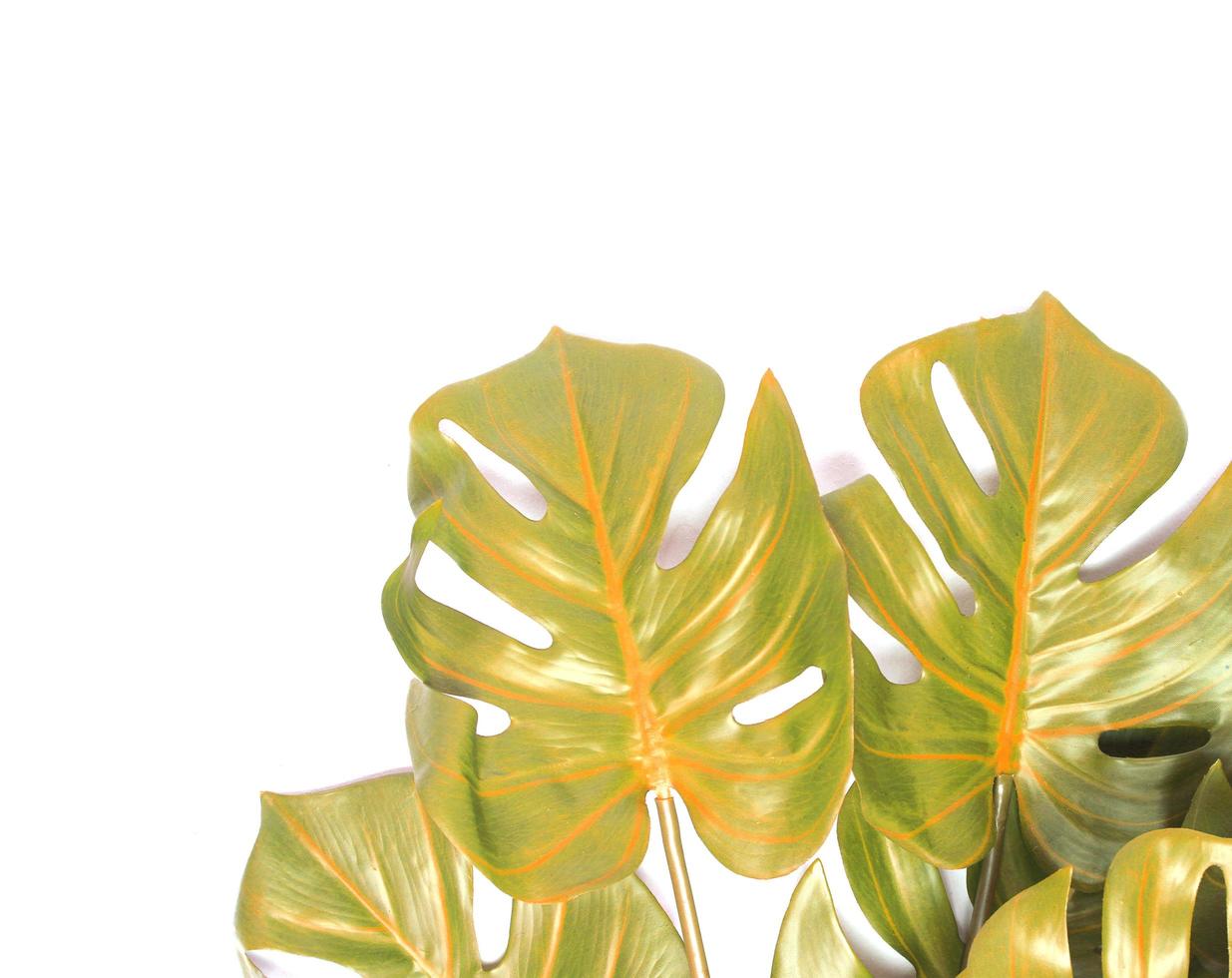 folhas amarelas e verdes de monstera foto