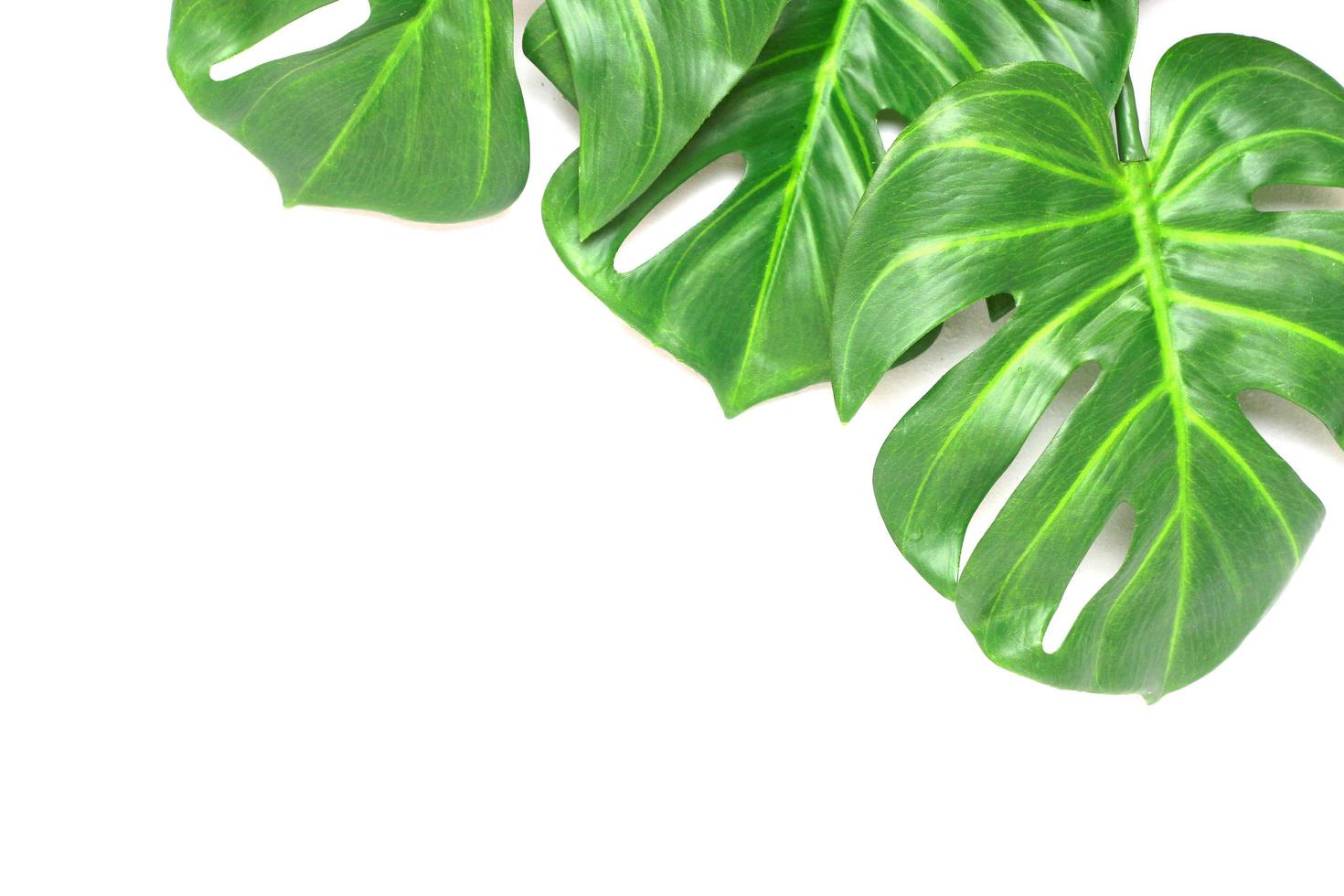 três folhas de monstera foto