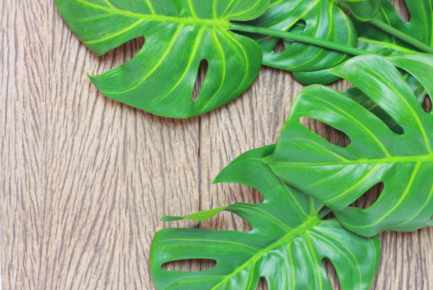 folhas de palmeira monstera verde brilhante na madeira foto