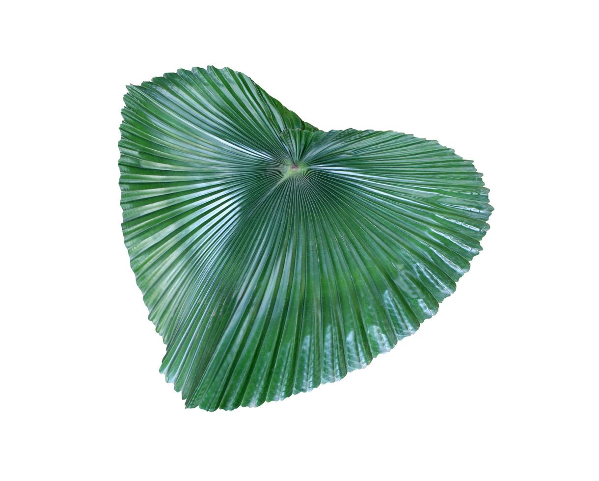 grande folha de palmeira verde foto