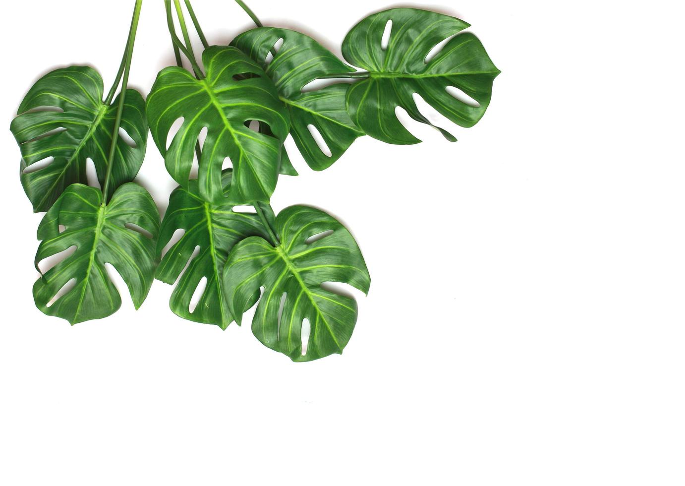 folhas de palmeira monstera em branco foto