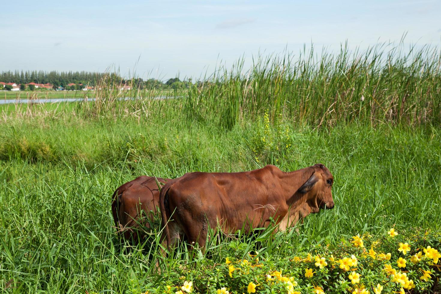 vacas pastando na tailândia foto