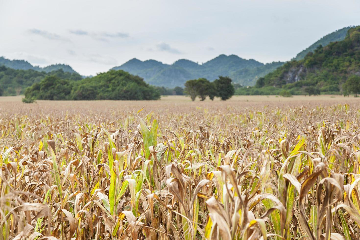 campo de milho na tailândia foto