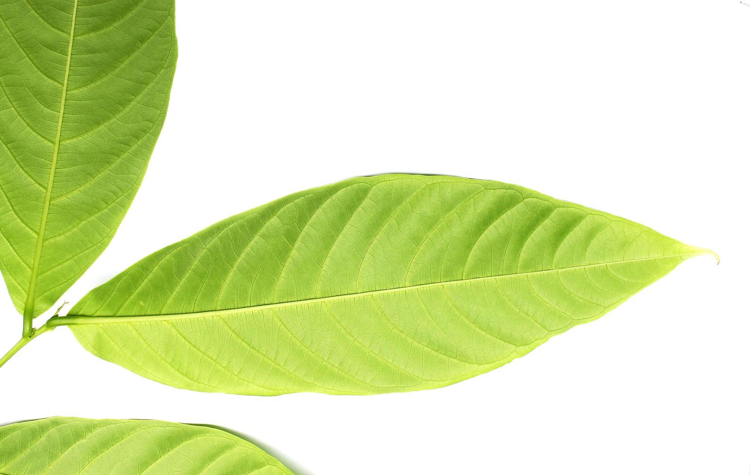 textura de uma folha verde foto