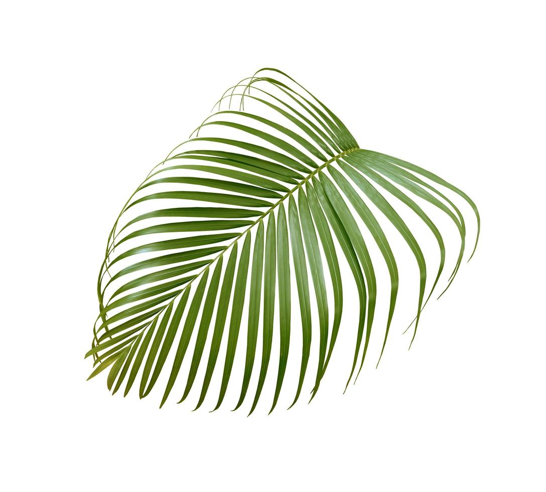 folha de palmeira exuberante isolada foto