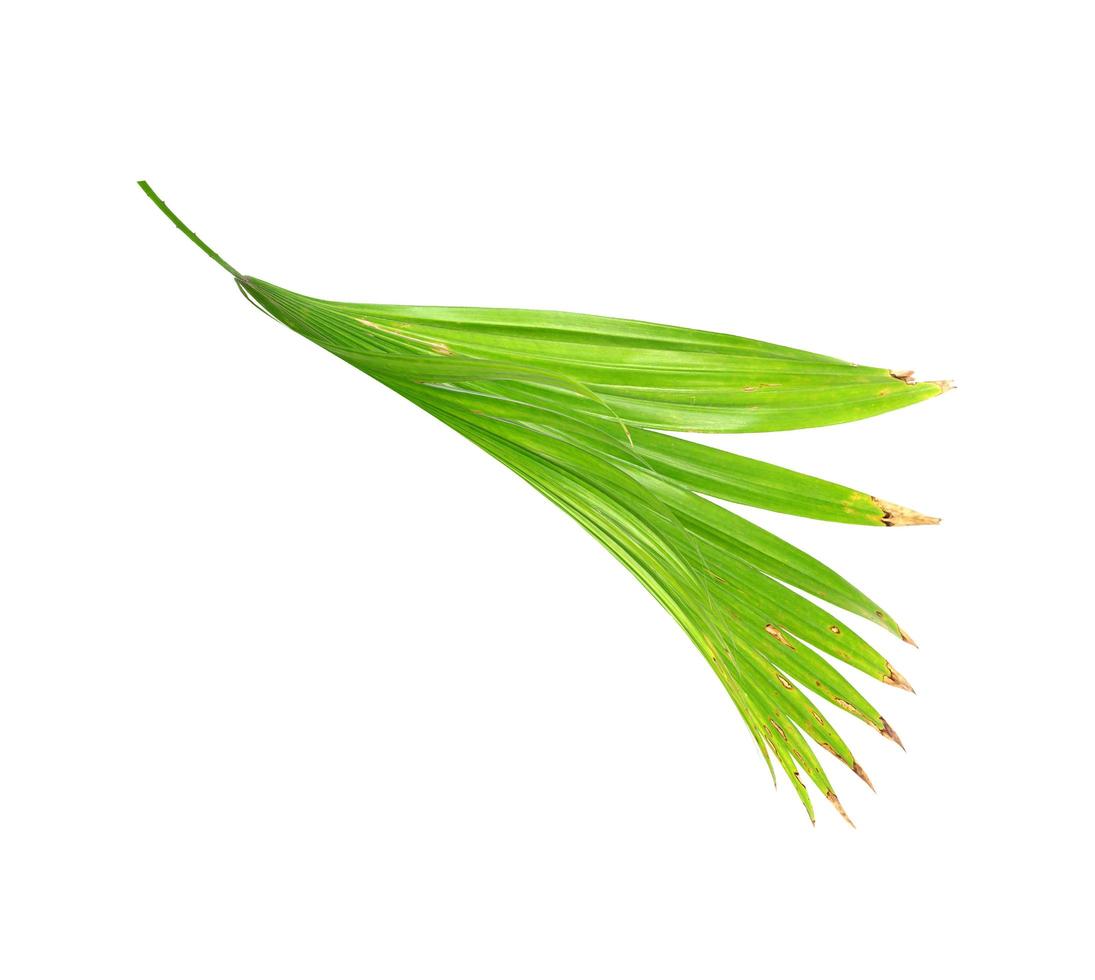 vista lateral de uma folha verde foto
