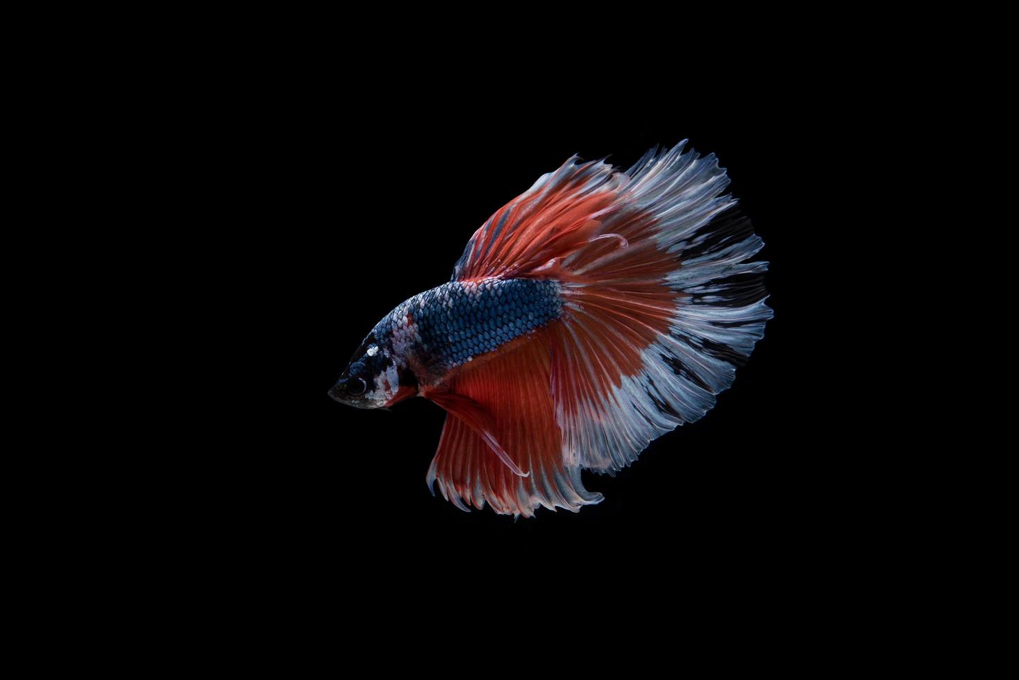 lindo peixe betta siamês colorido foto