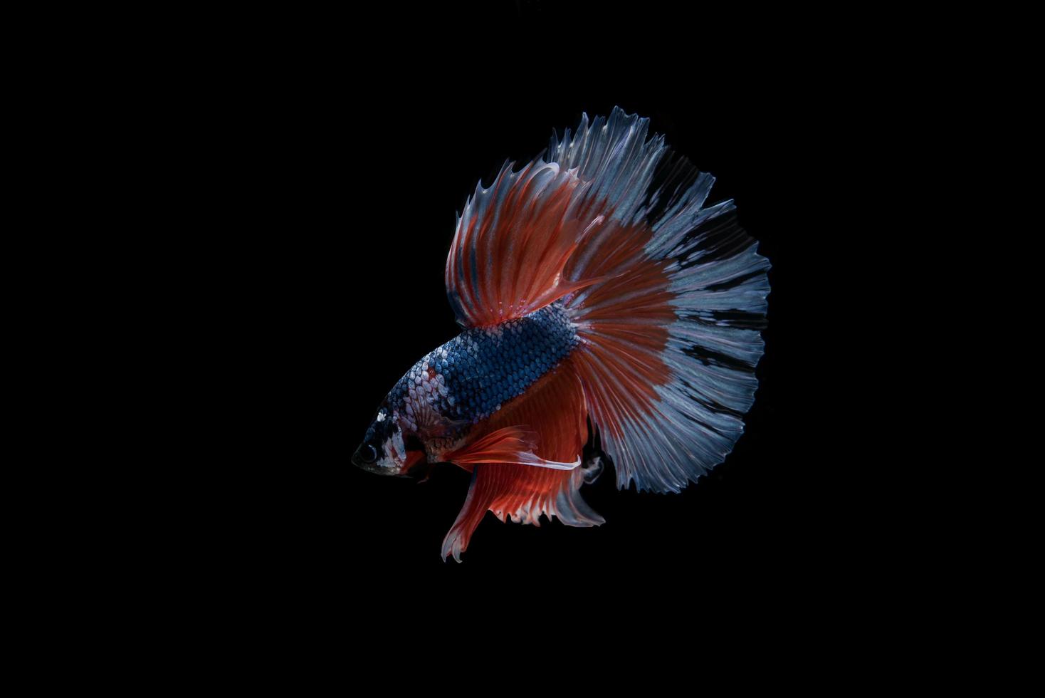 lindo peixe betta siamês colorido foto