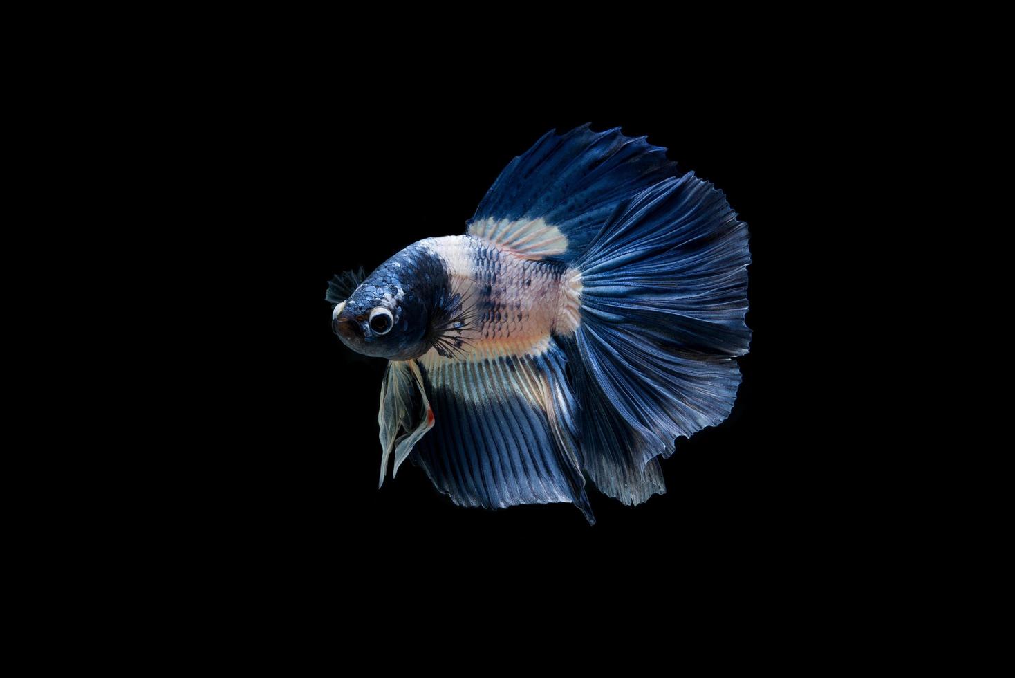lindo peixe betta siamês colorido foto