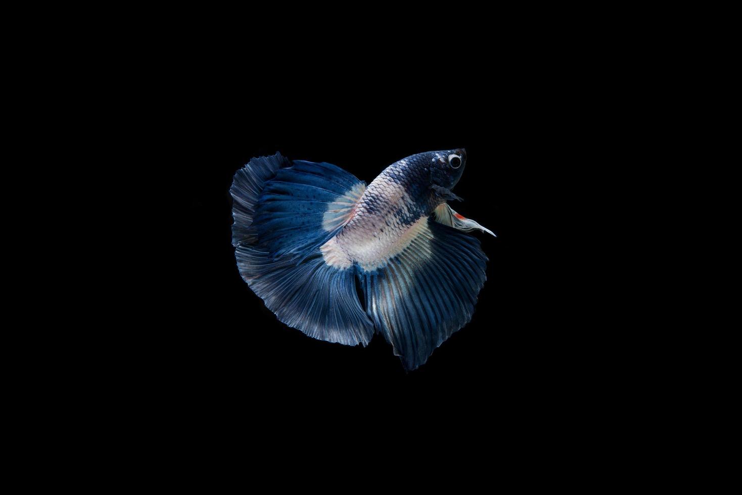 lindo peixe betta siamês colorido foto