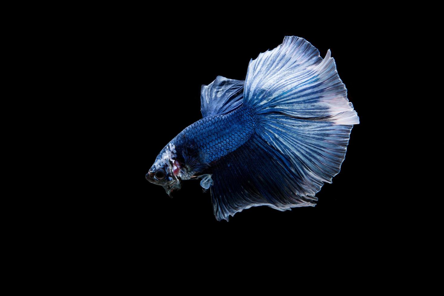 lindo peixe betta siamês colorido foto