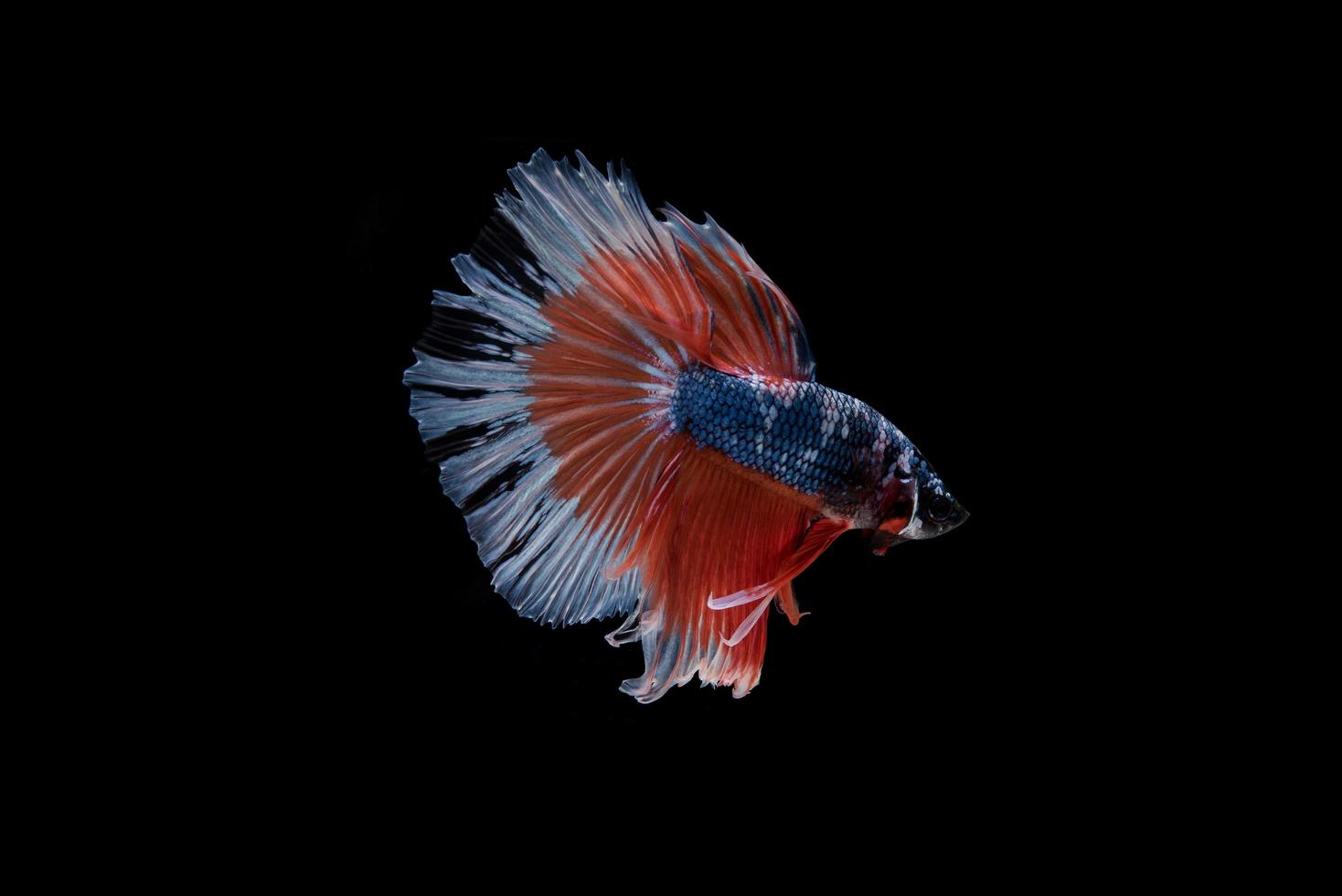 lindo peixe betta siamês colorido foto