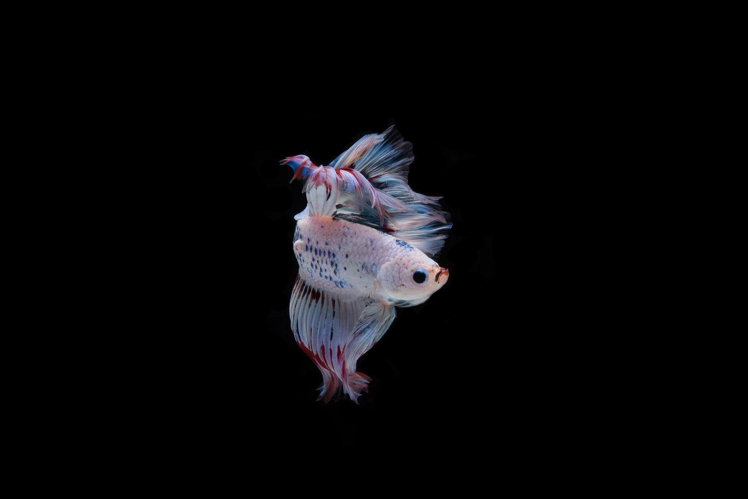 lindo peixe betta siamês colorido foto