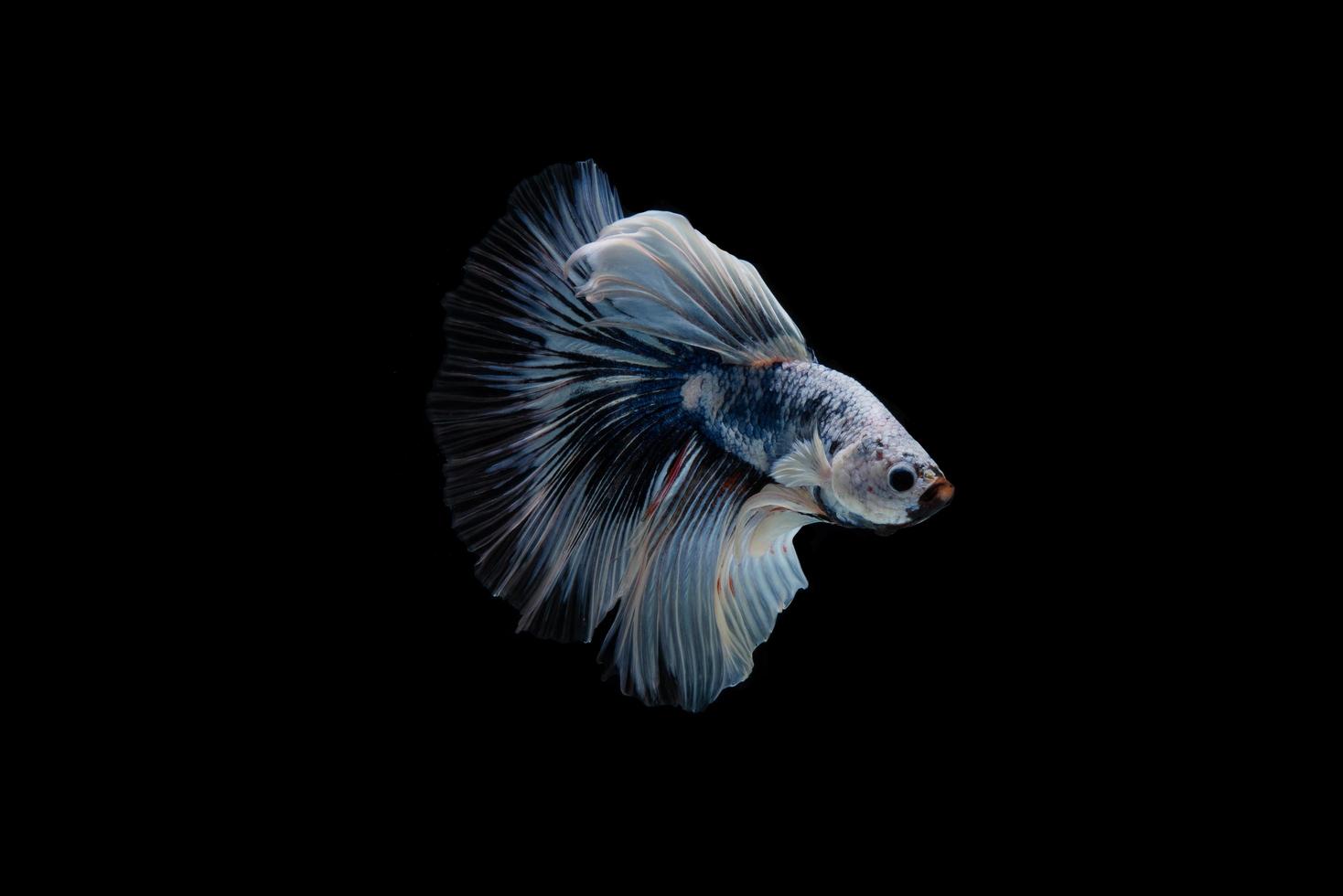 lindo peixe betta siamês colorido foto