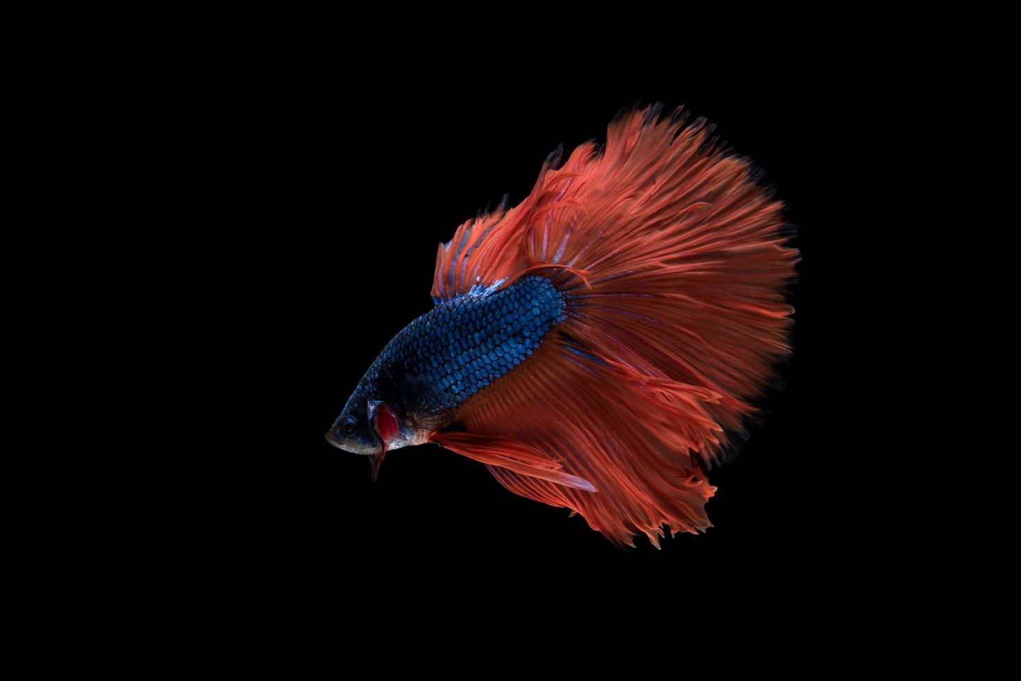 lindo peixe betta siamês colorido foto