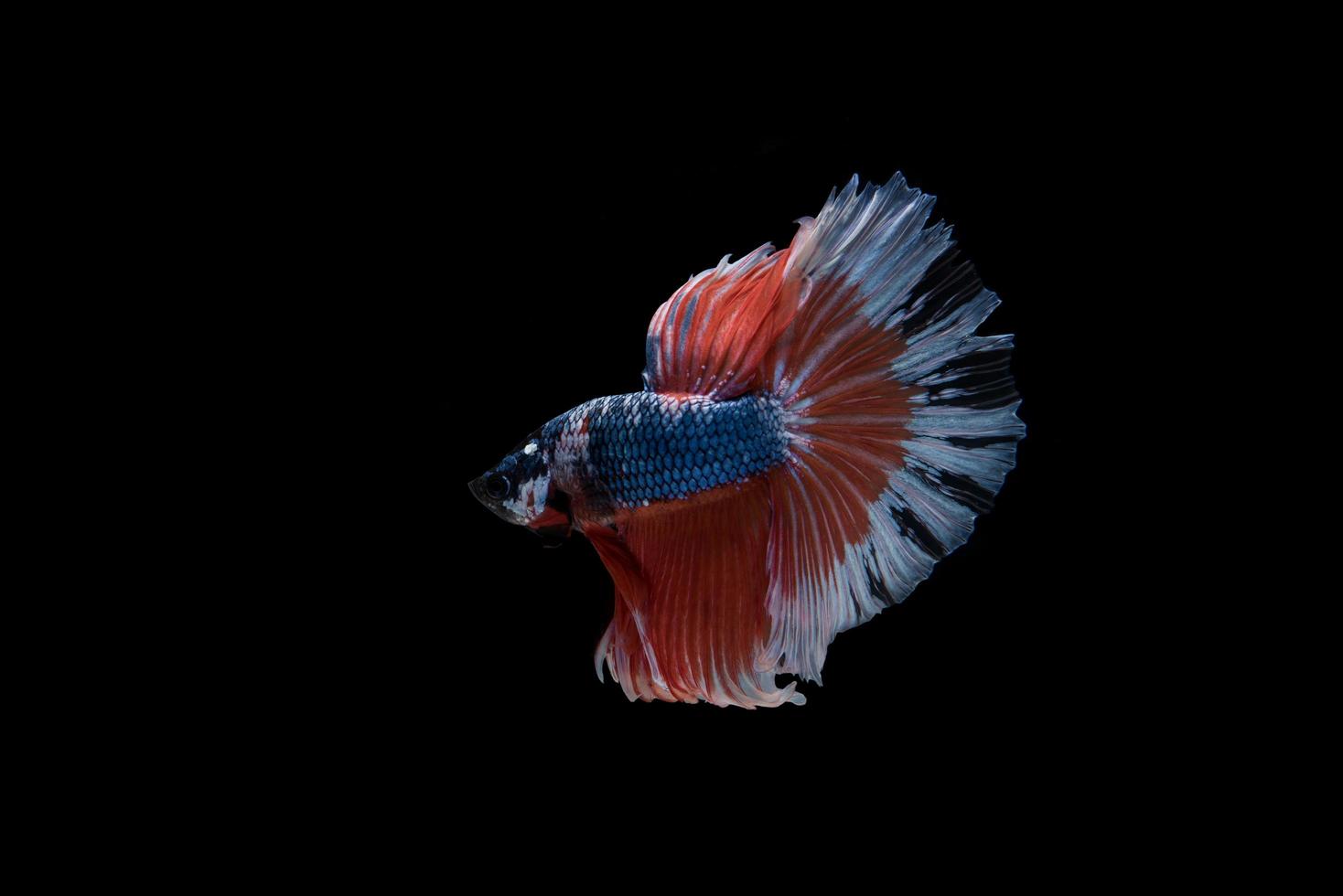 lindo peixe betta siamês colorido foto