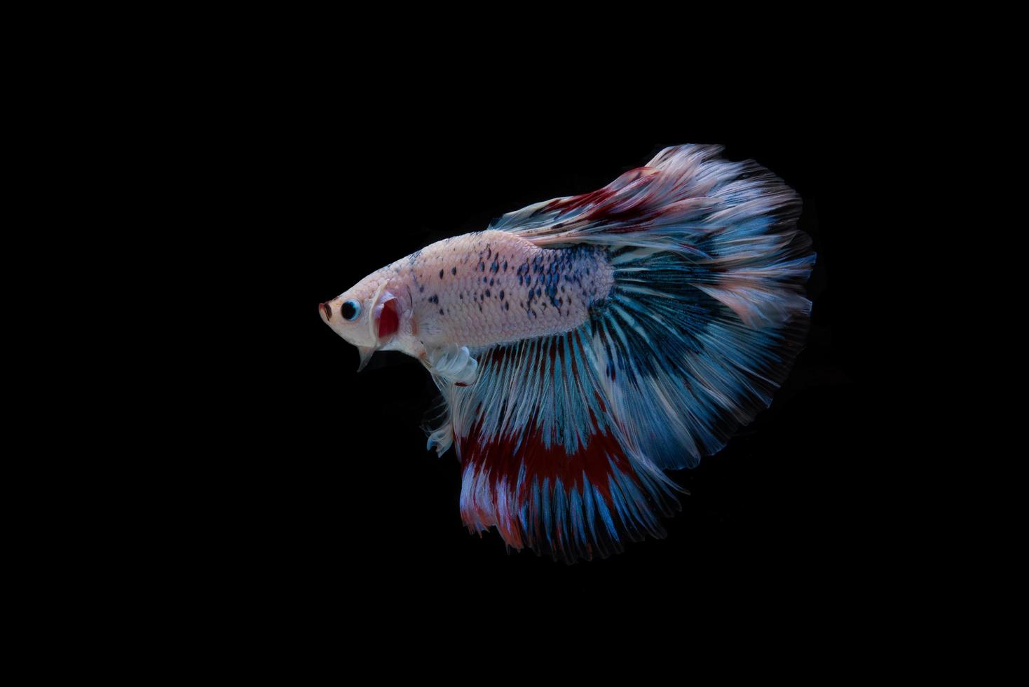 lindo peixe betta siamês colorido foto