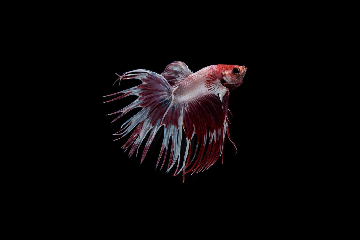 lindo peixe betta siamês colorido foto